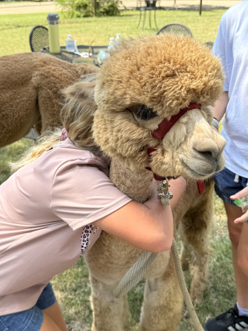 Part time farm help caring for alpacas