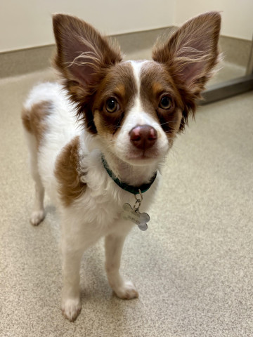 Looking for Dog Sitter in Trumbull!