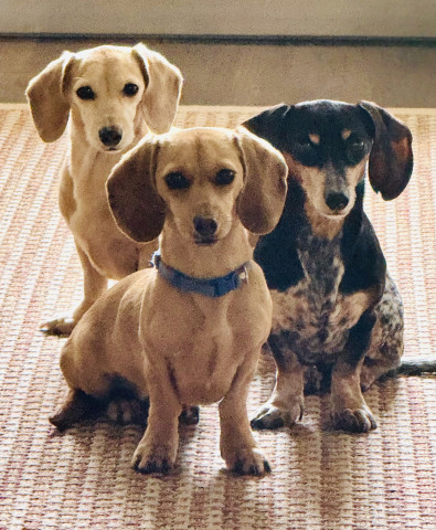 Pet care