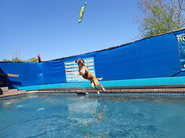Dog Swim Coach / Lifeguard @ Rummy's Beach Club: