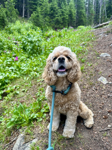 Pet sitter in Houston, TX