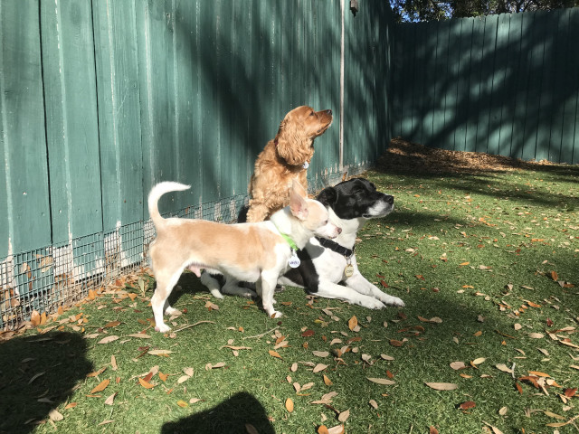 Dog Daycare Caretaker