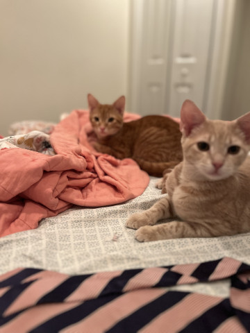 Looking for part time after school nanny