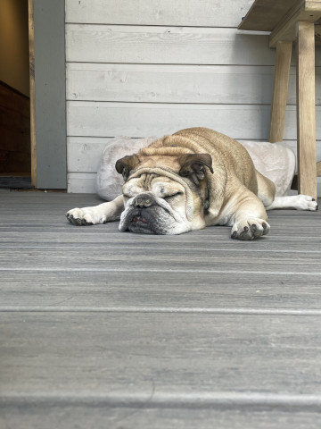 Childcare, dog and housesitting