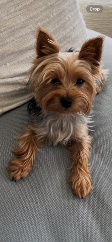 Part-Time Personal Assistant/Dog Walker (Short Term)