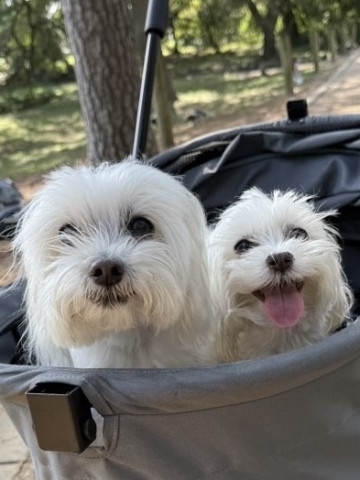 Household Manager/ dog walker/ admin support