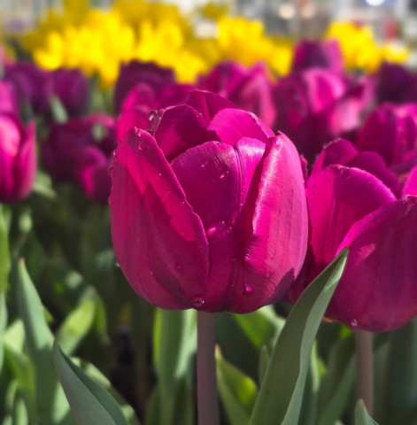 Merchandiser - Glen Mills, PA - Seasonal Position