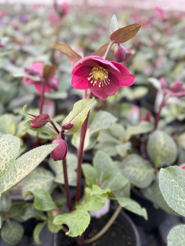 Merchandiser - Mt. Laurel, NJ & Cherry Hill, NJ - Seasonal Position